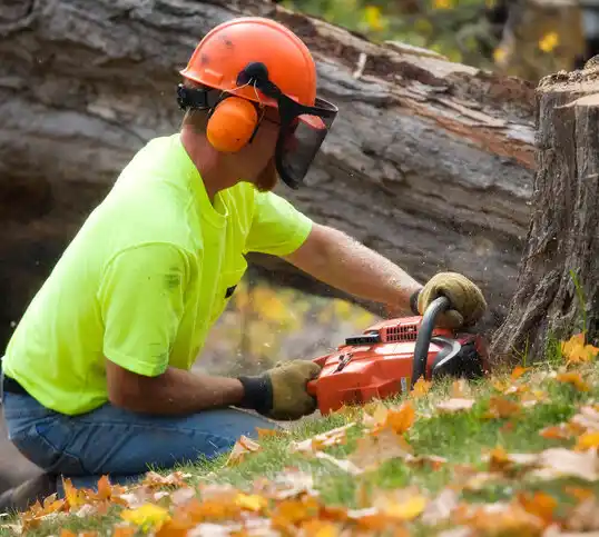 tree services Walkerville